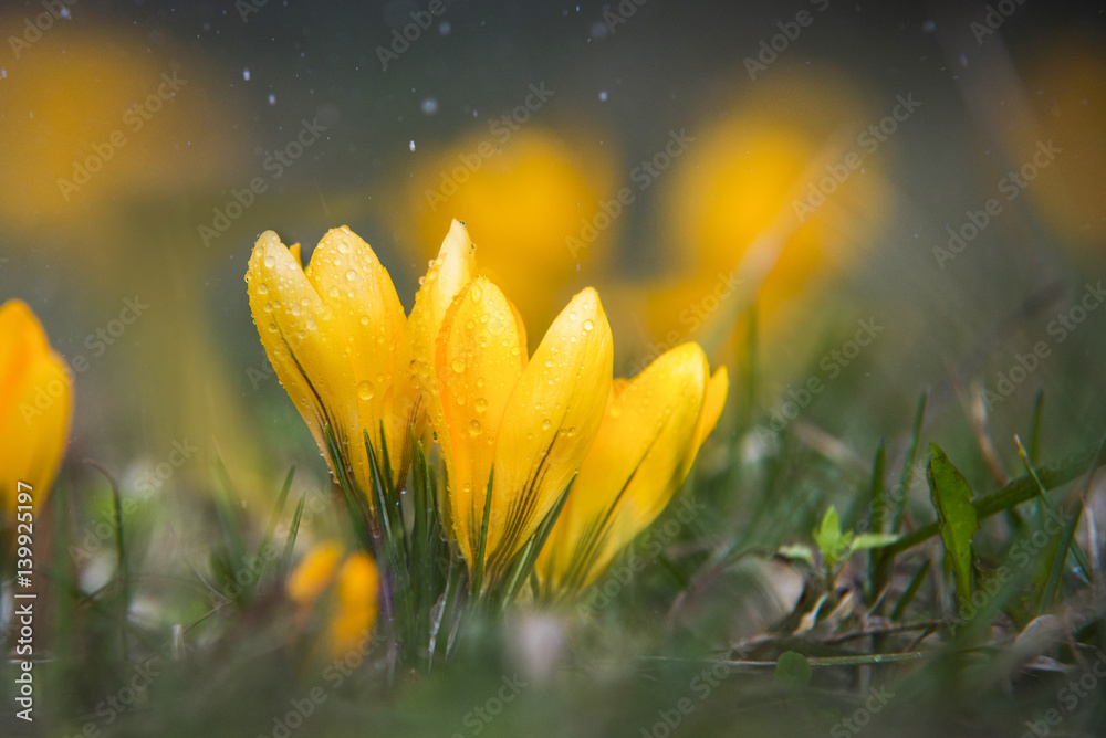 close up on yellow crocus with water drops and rain