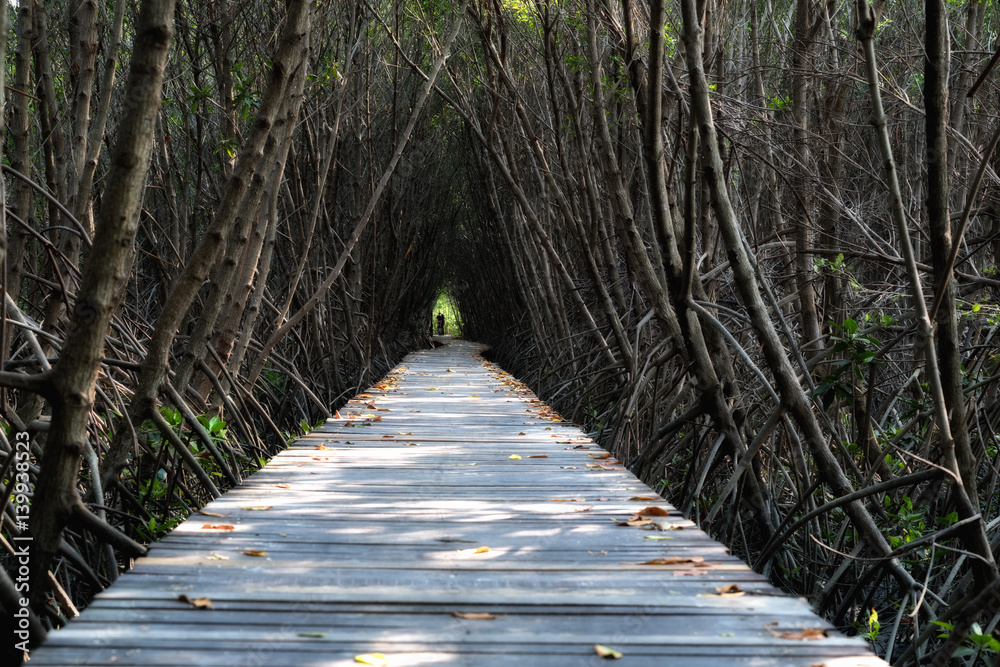 Tree tunnel, Wooden Bridge In Mangrove Forest at Laem Phak Bia, Phetchaburi, Thailand