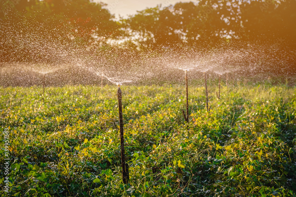 Water sprinkler system working in a green vegetable garden at sunset. Selective focus