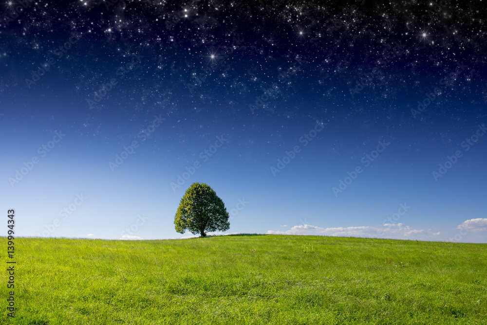 Tree stands underneath starry sky