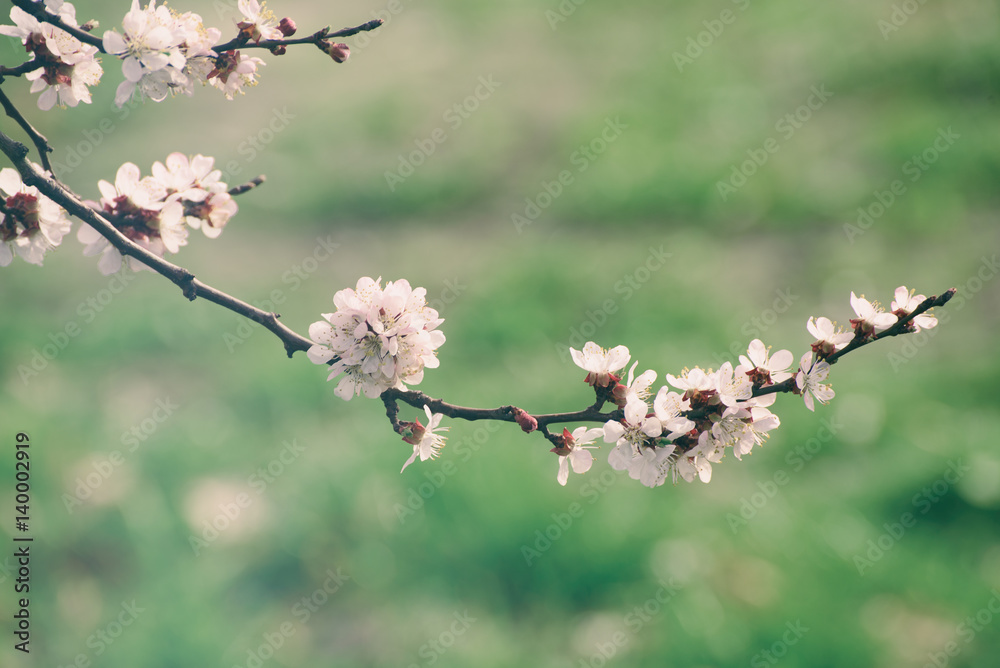 Apricot tree flower with buds and blossoms blooming at springtime, vintage retro floral background