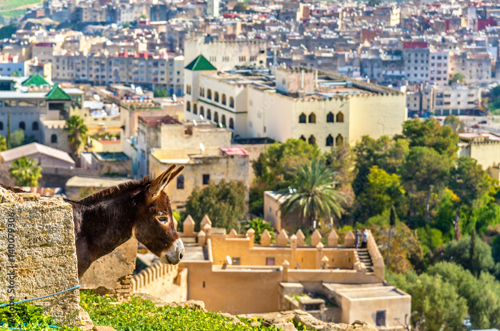 Donkey at the city walls of Fes, Morocco