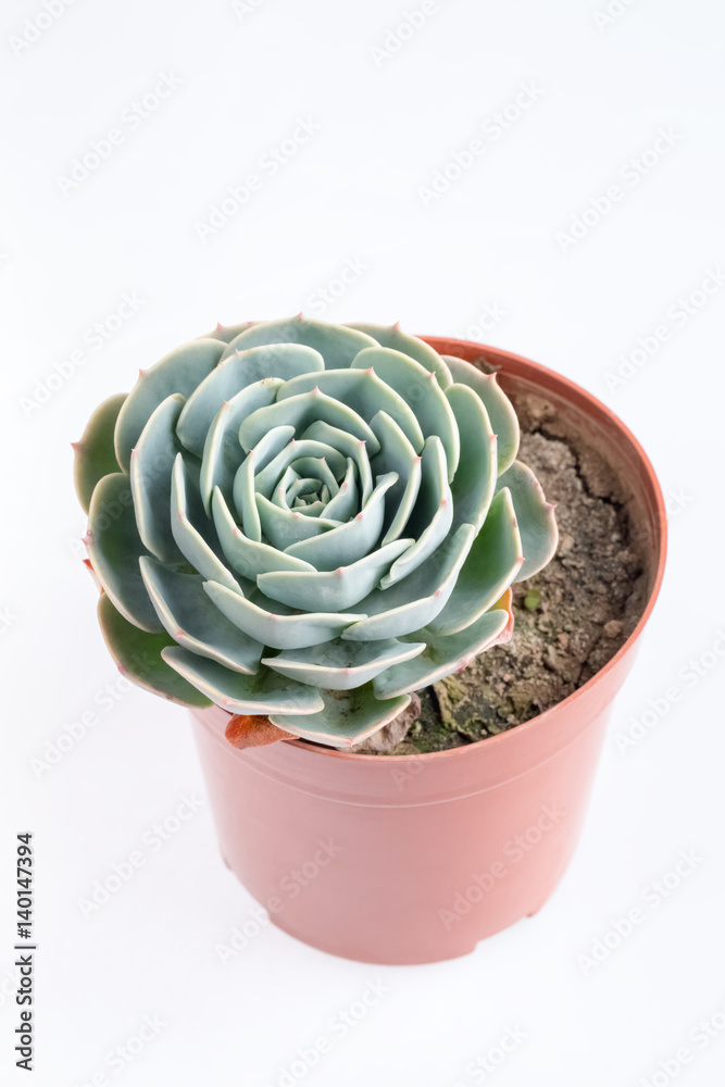 succulent plant in pot