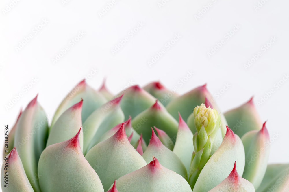 多肉植物特写