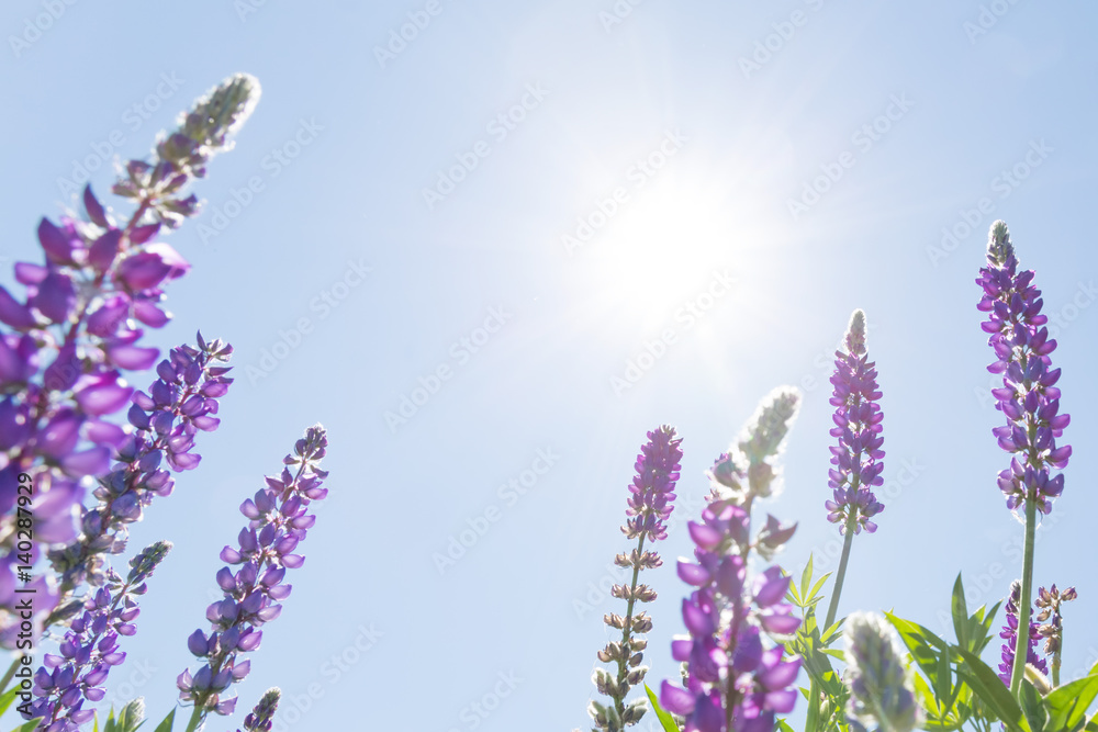 Wildflowers against sunny blue sky