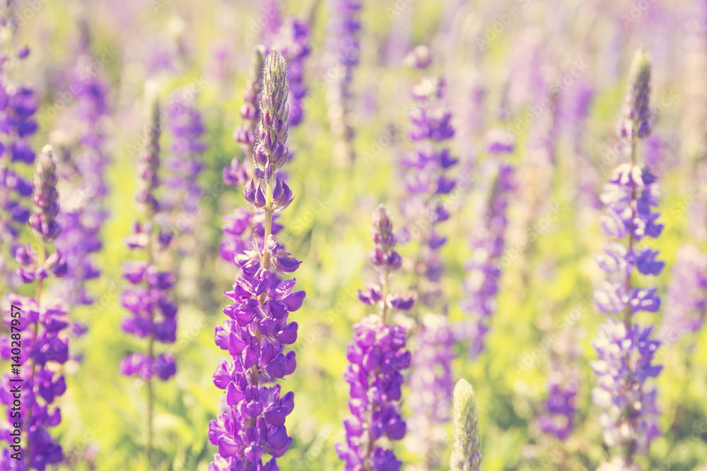 Wildflowers field