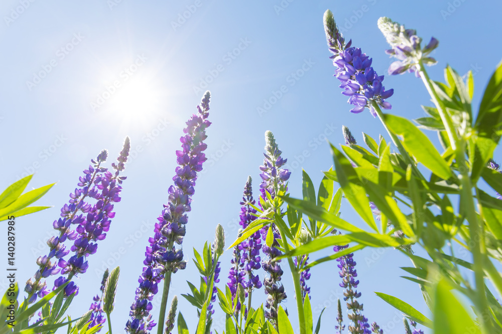 Wildflowers against sunny blue sky