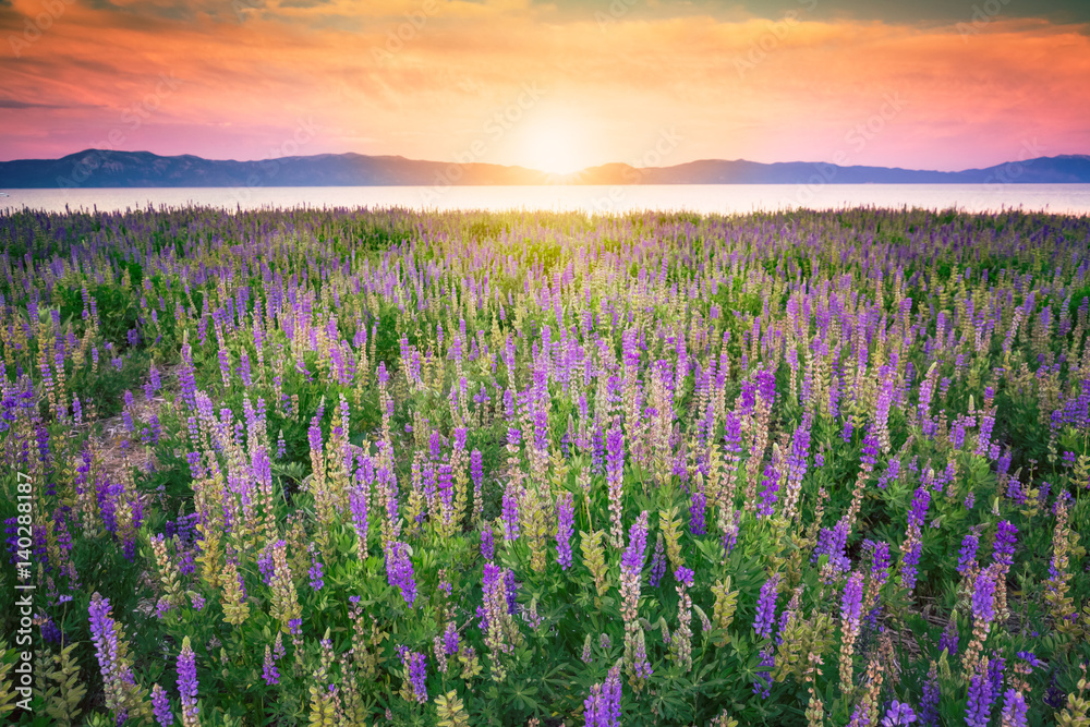 Wildflowers field at sunset