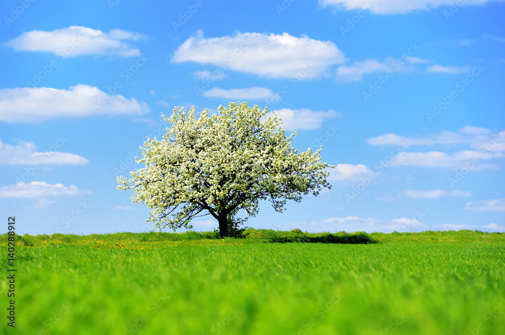 Single blossoming tree in spring