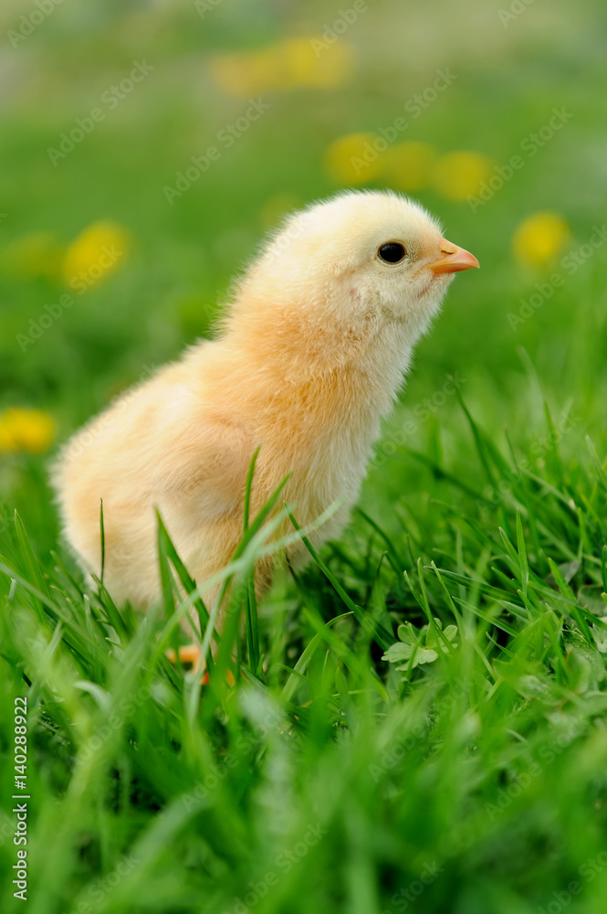 Little chickens on a grass