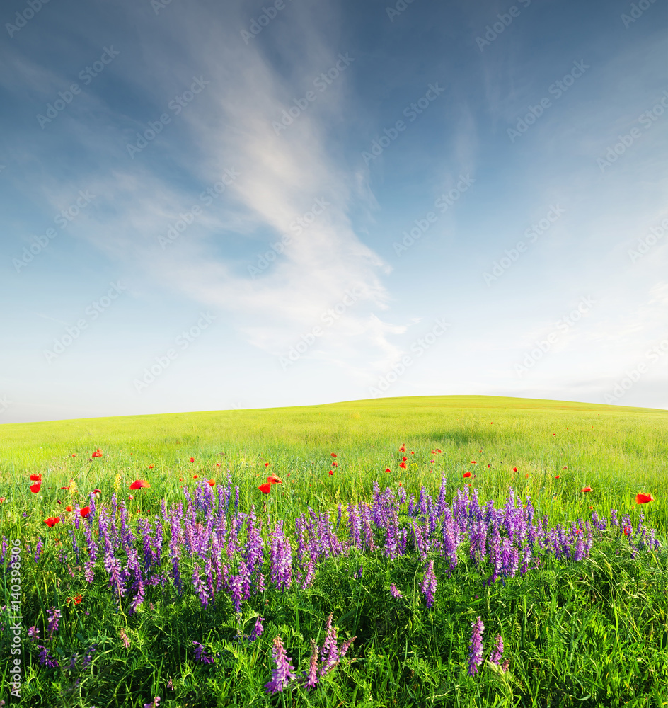 Field with flowers in mountain valley. Natural summer landscape.