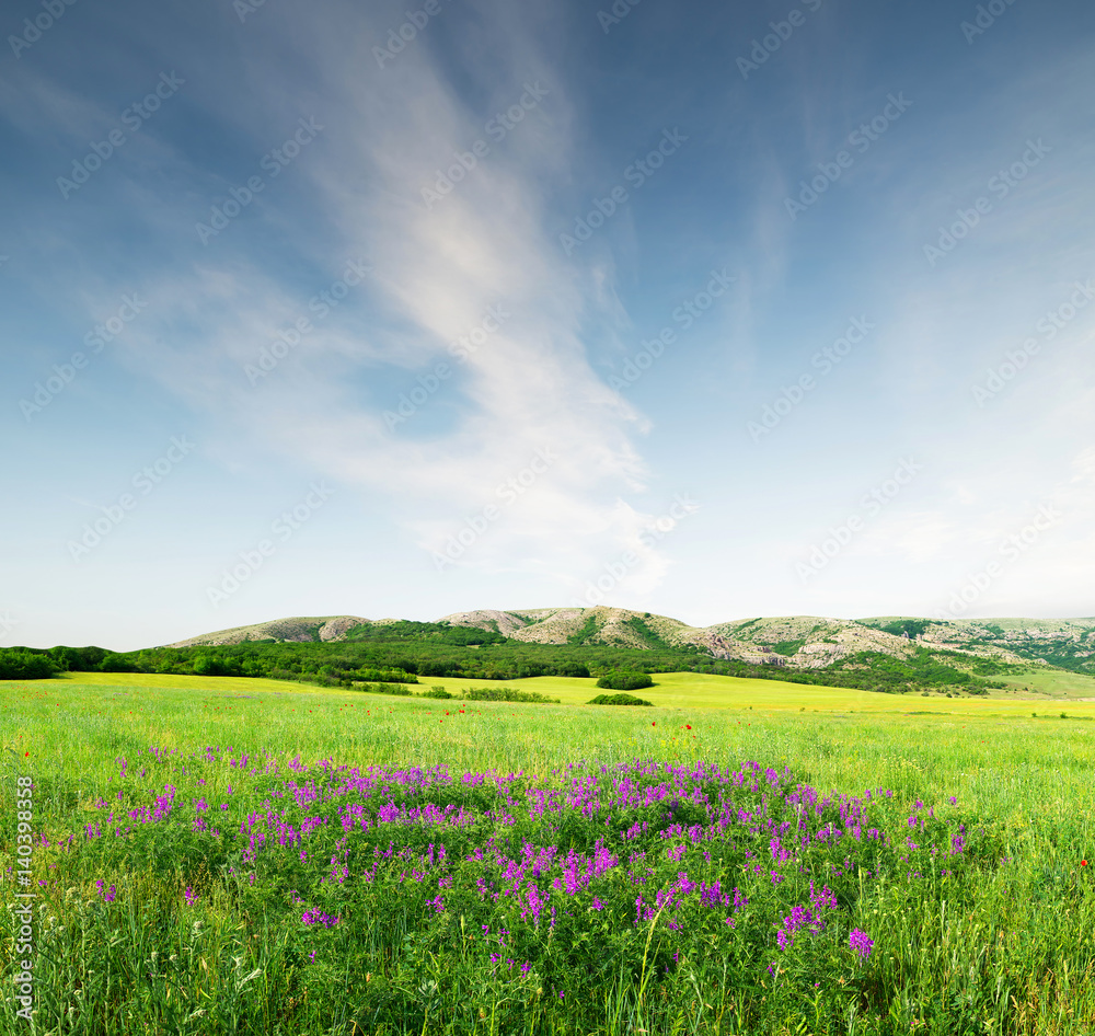 Field with flowers in mountain valley. Natural summer landscape.