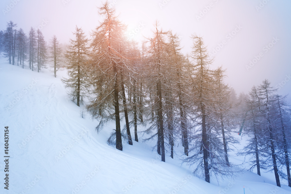 冬天夜晚山上的雪树