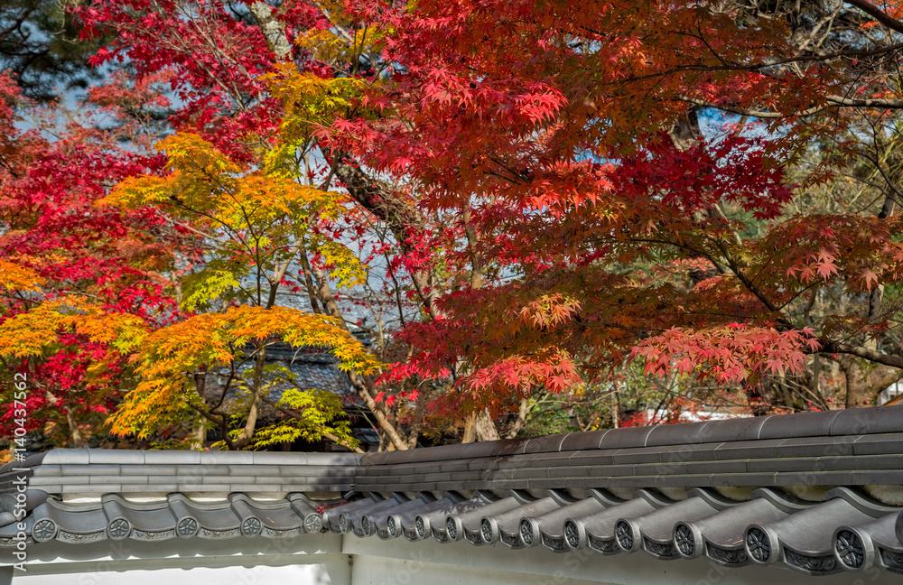 日本京都Eikando寺美丽的秋季色彩变化。