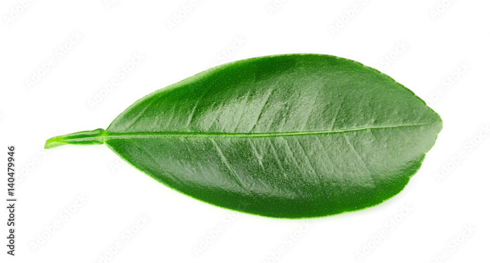 Citrus leaves isolated