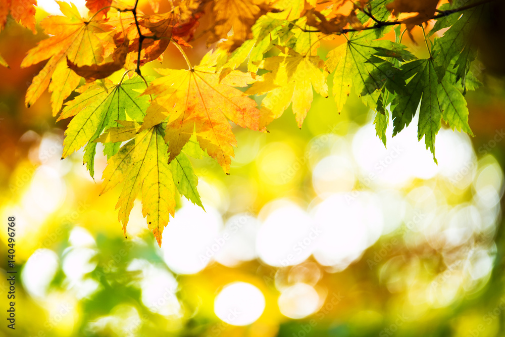 beautiful golden leaves in public park