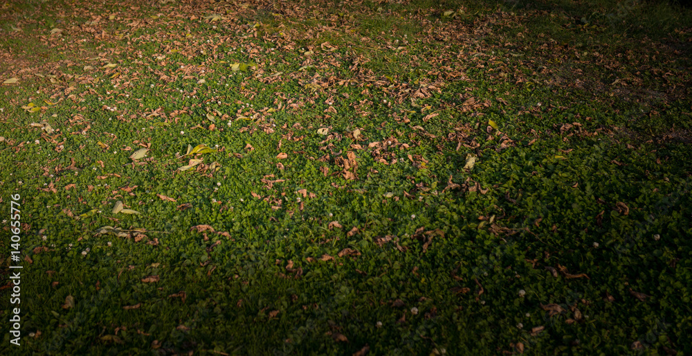 Withered autumn leaves on grass. Selective focus on center. Shallow depth of field.