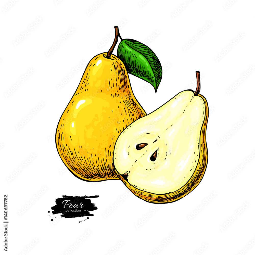 Pear vector drawing. Isolated hand drawn pear and sliced pieces.