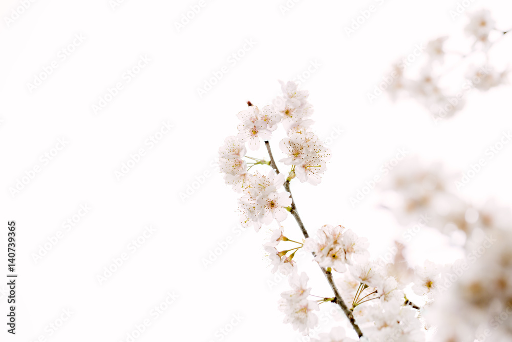 桜