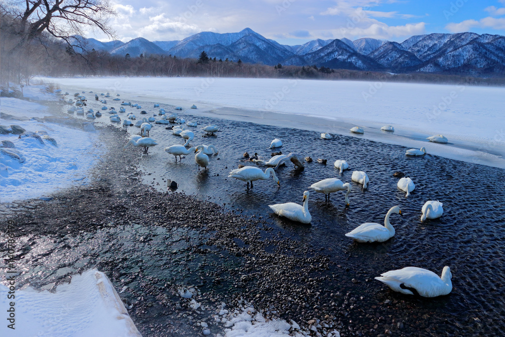 Whooper Swan，Cygnus Cygnus，自然栖息地的鸟类，Kusharo湖，有雪和我的冬季场景