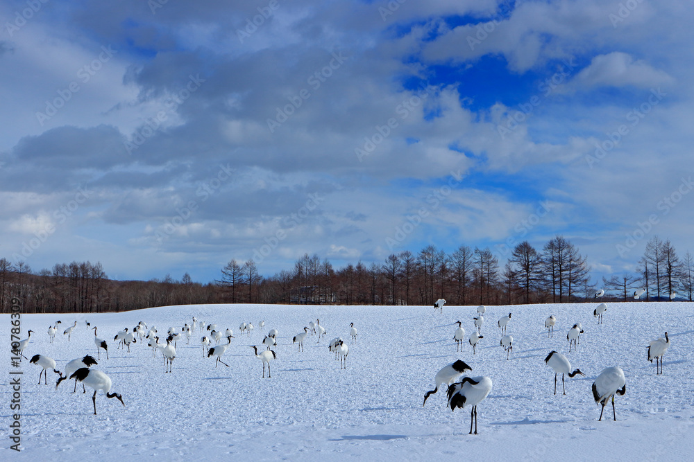 Wildlife scene from snowy nature. Dancing pair of Red-crowned crane with open wing in flight, with s