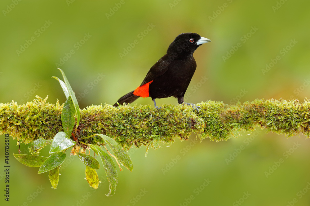 来自热带森林的Tanager。黑色和红色的鸣禽。猩红臀Tanager，Ramphocelus passerinii，