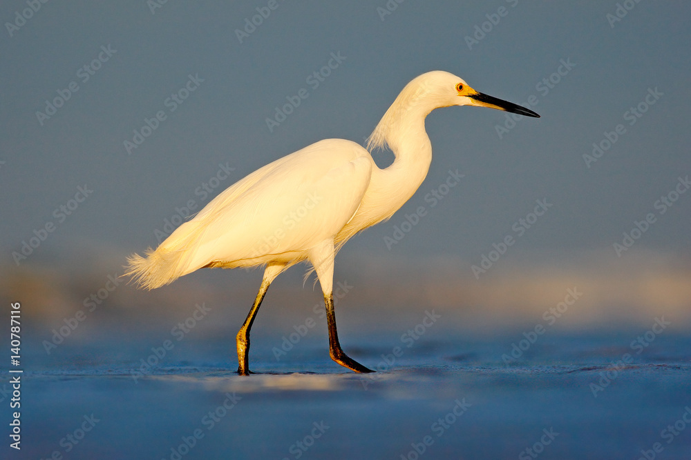 Heron with sun in the morning sunrise. Snowy Egret, Egretta thula, in the coast habitat. Bird with t