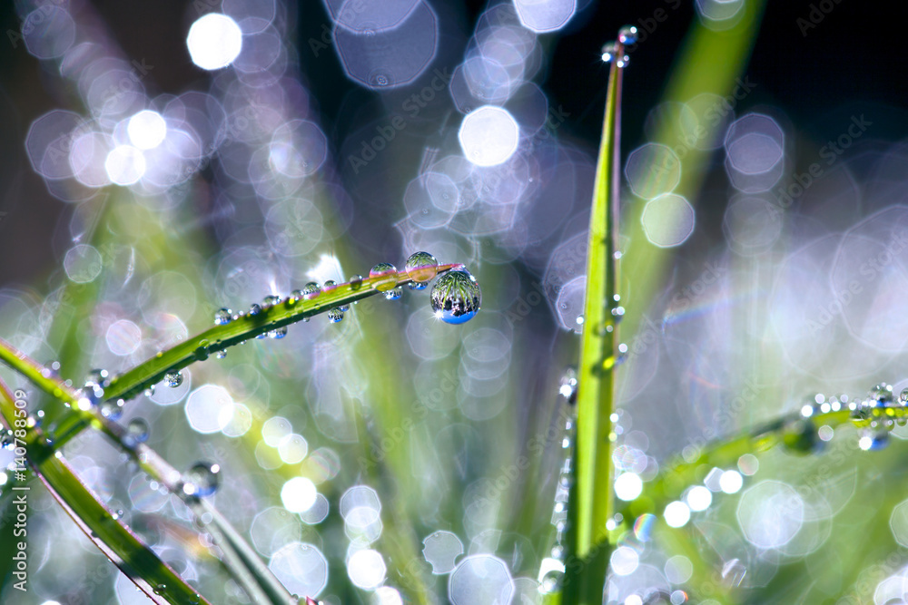 Fresh green grass with dew drops closeup. Nature Background