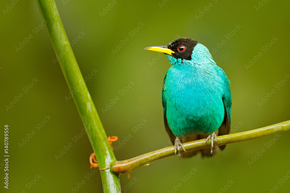 Green Honeycreeper, Chlorophanes spiza, exotic tropic malachite green and blue bird form Costa Rica.