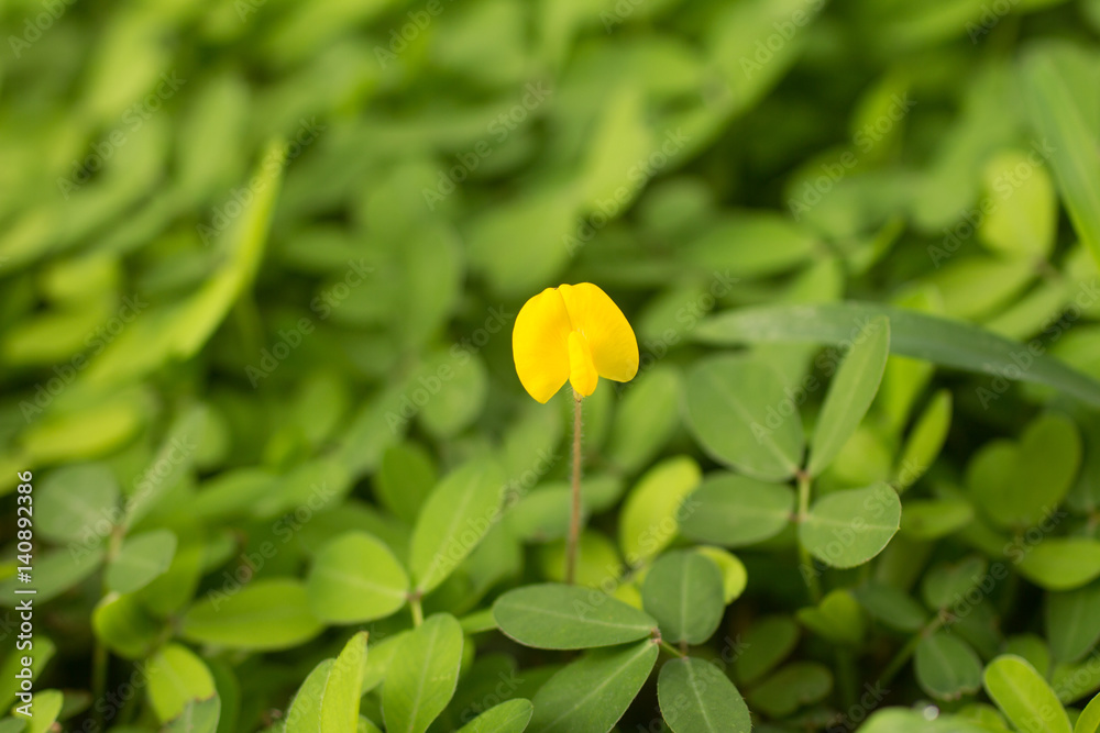 光花生/多年生花生/观赏花生草