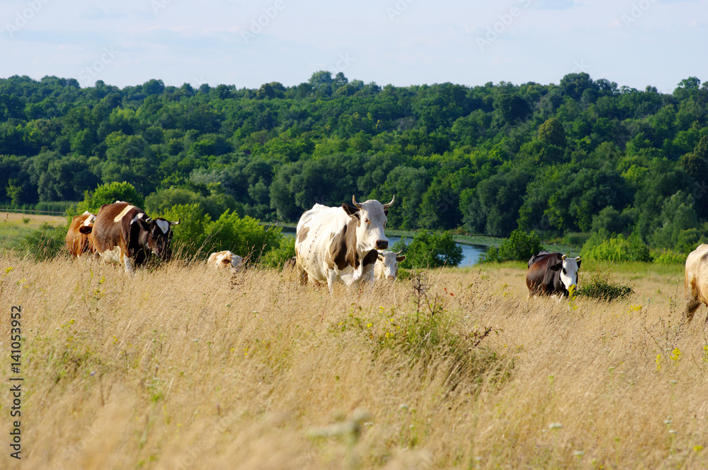 Cows grazing on a field