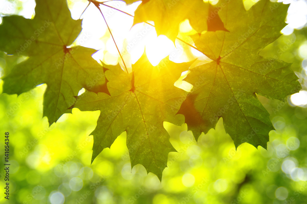 Green leaves and sun