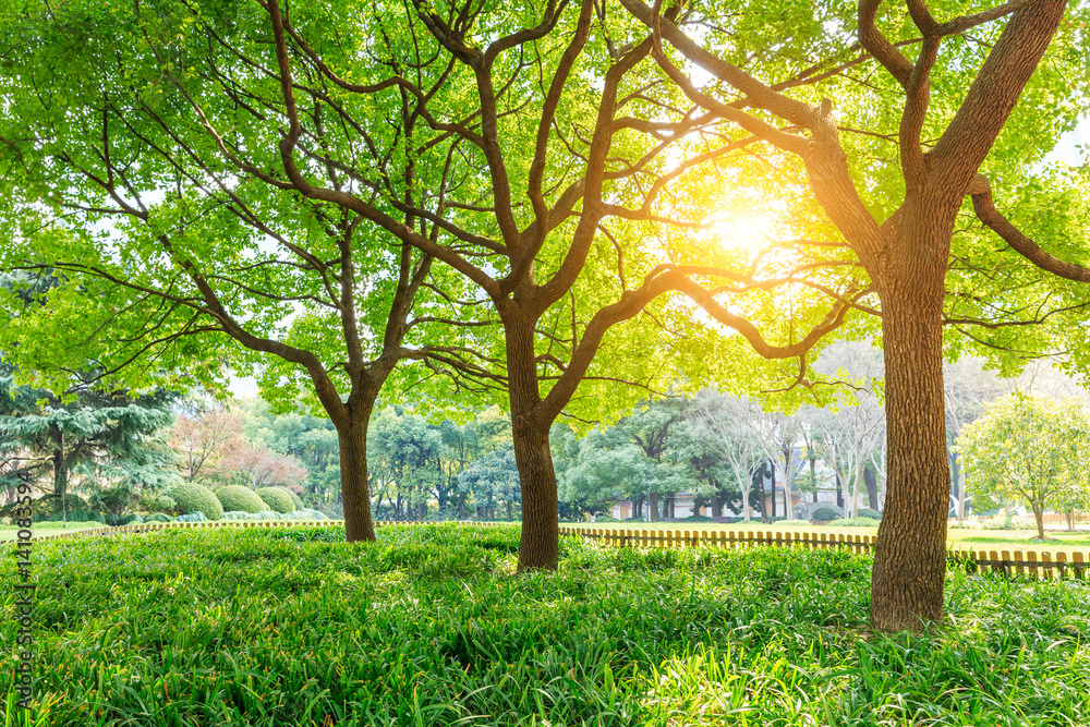 上海城市公园的绿树