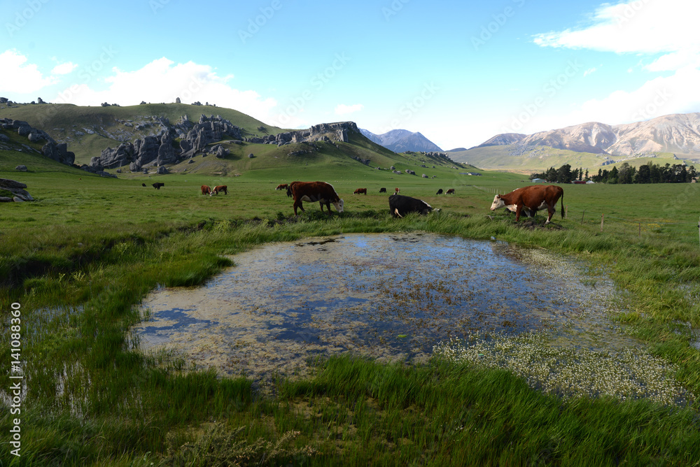 牛在新西兰城堡山石灰岩地层附近吃草