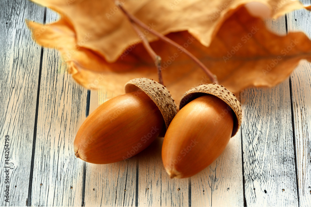 Fresh acorns with dried leaves