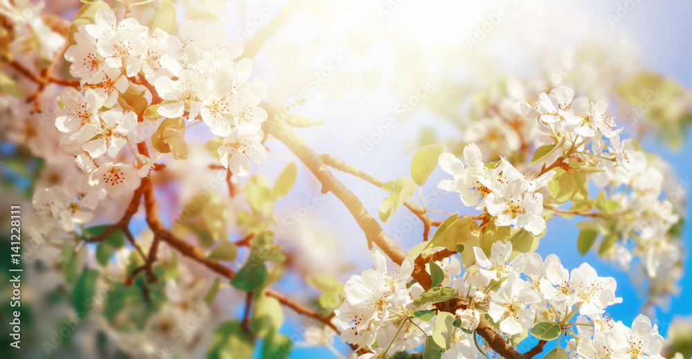 Weiße Apfelblüte in verträumtem Sonnenlicht bei blauem Himmel