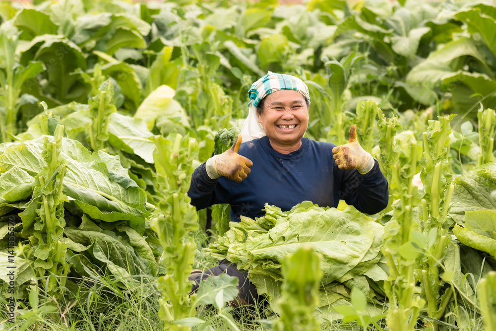 烟草种植者在烟草田里收割。