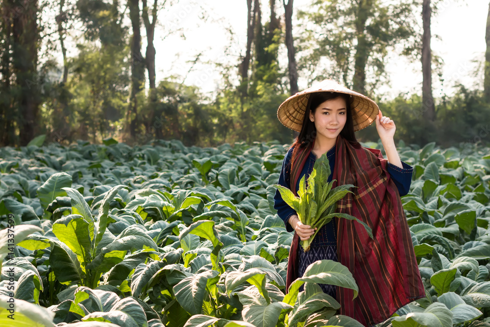 女农民在农村收割烟草。