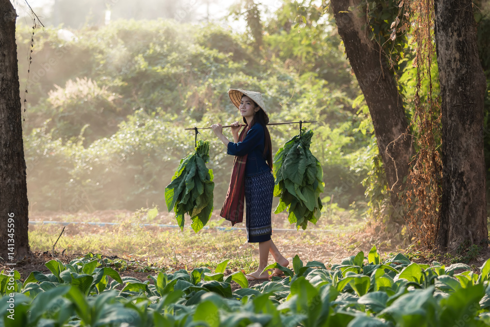 女农民在农村收割烟草。