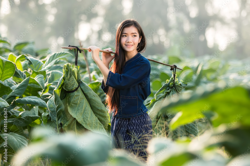 女农民在农村收割烟草。