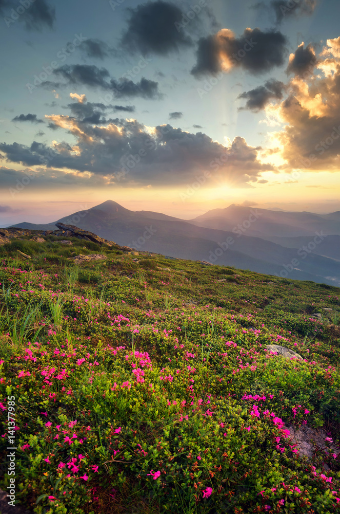 Flowers on the mountain field during sunrise. Beautiful natural landscape in the summer time