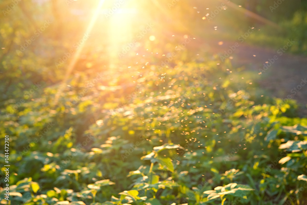 Swarm of midges dancing in sunlight early in the morning. Natural background with soft focus and lig