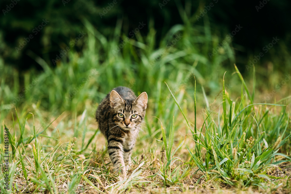 Small Cat Kitten Hunting In Green Grass Outdoor At Sunny Summer 