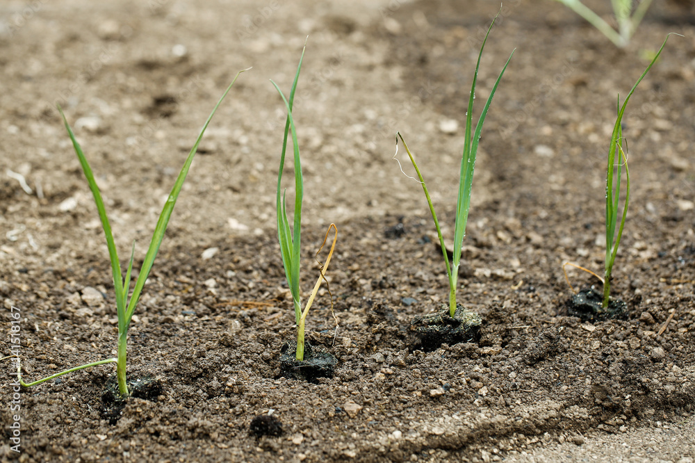 Newly planted leek seedlings in freshly ploughed garden