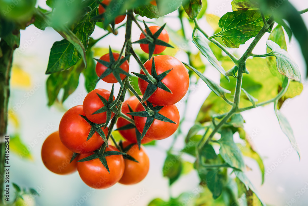 Ripe Red Organic Cherry Tomatoes. Group Of Ripe Homegrown Tomato