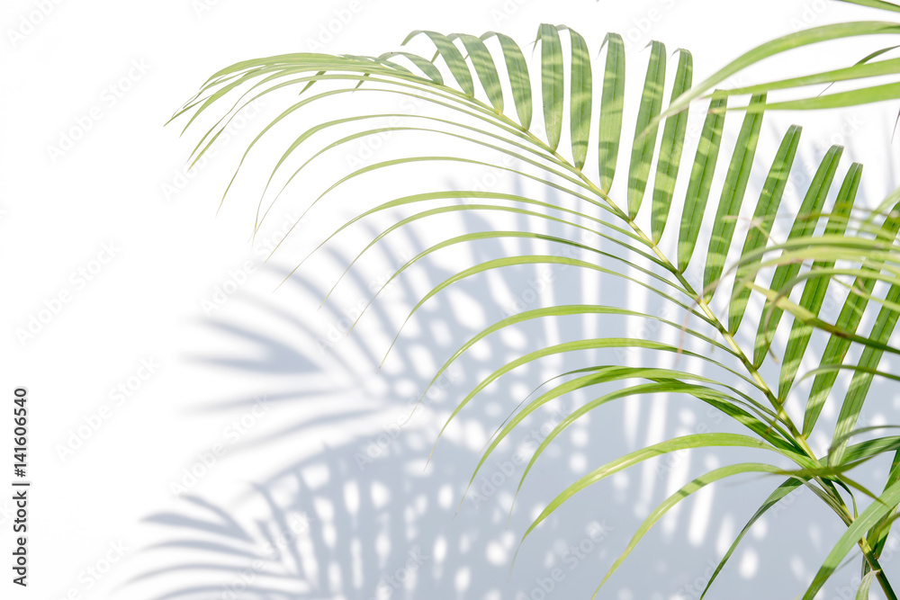 palm leaves and shadows on a white wall background