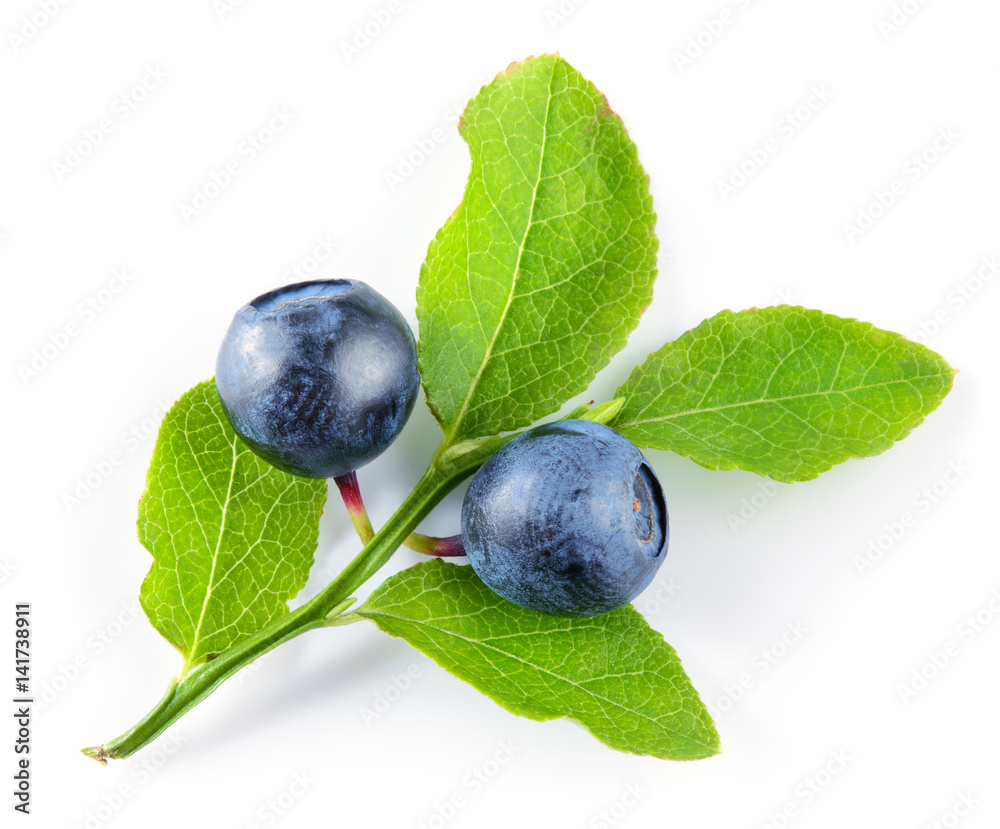 Blueberry. Branch with berries and leaves isolated on white background