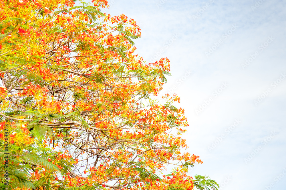 Caesalpinia pulcherrima