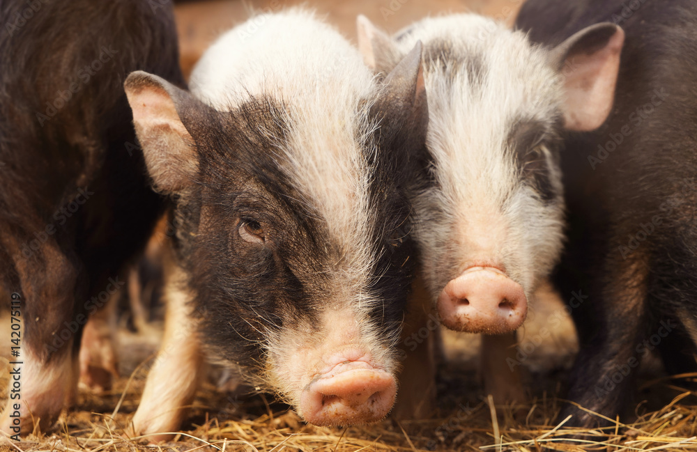 Cute funny pigs in zoological garden, closeup