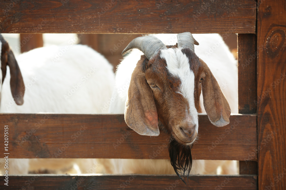 Cute funny goat in zoological garden